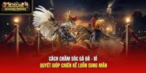 Cách Chăm Sóc Gà Đá - Bí Quyết Giúp Chiến Kê Luôn Sung Mãn