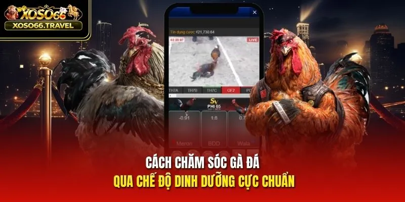 Cách chăm sóc gà đá qua chế độ dinh dưỡng cực chuẩn