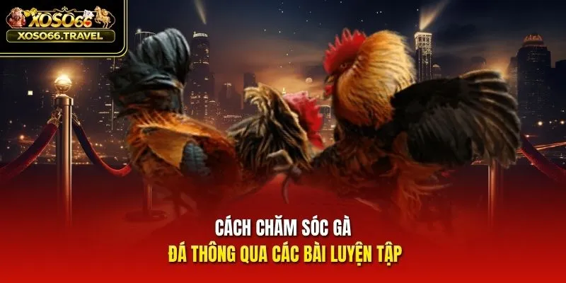 Cách chăm sóc gà đá thông qua các bài luyện tập