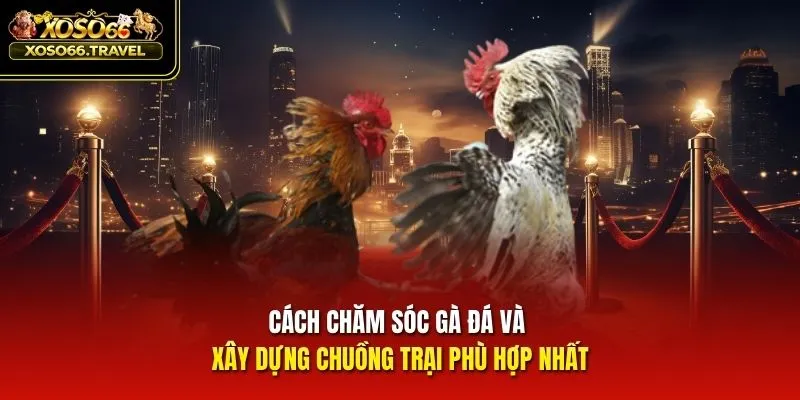 Cách chăm sóc gà đá và xây dựng chuồng trại phù hợp nhất