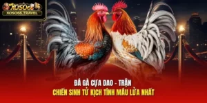 Đá Gà Cựa Dao - Trận Chiến Sinh Tử Kịch Tính Máu Lửa Nhất