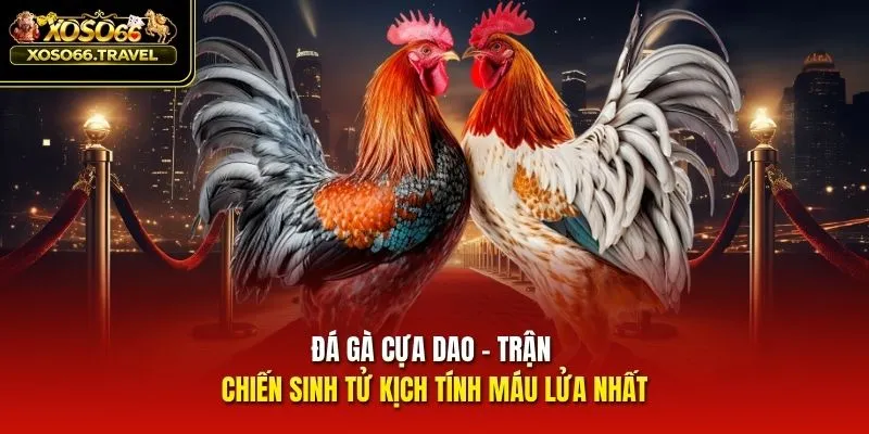 Đá Gà Cựa Dao - Trận Chiến Sinh Tử Kịch Tính Máu Lửa Nhất