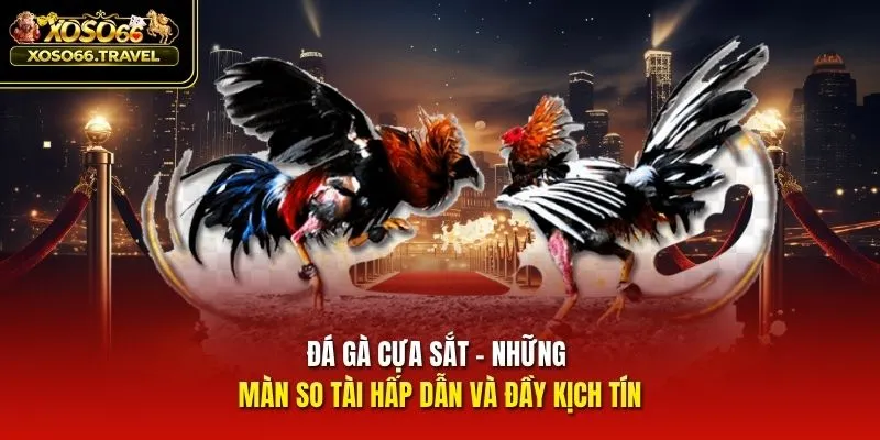 Đá Gà Cựa Sắt - Những Màn So Tài Hấp Dẫn Và Đầy Kịch Tính
