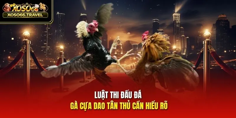 Luật thi đấu đá gà cựa dao tân thủ cần hiểu rõ