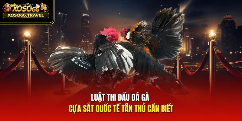Luật thi đấu đá gà cựa sắt quốc tế tân thủ cần biết