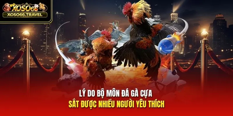 Lý do bộ môn đá gà cựa sắt được nhiều người yêu thích