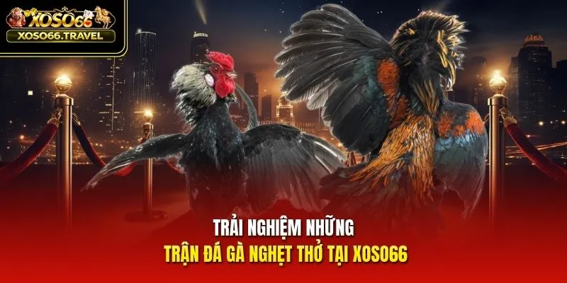 Trải nghiệm những trận đá gà nghẹt thở tại XOSO66