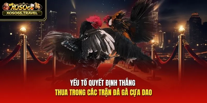 Yếu tố quyết định thắng thua trong các trận đá gà cựa dao